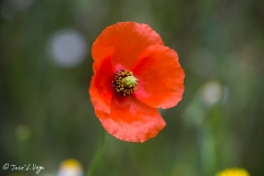 MG_8365