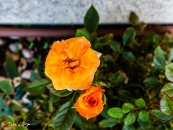 IMG_4888-Mejorado