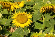 MG_5905