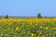 MG_5907