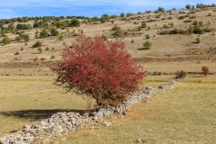 hayedo_tejera_negra-61