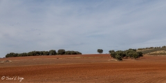 hayedo_tejera_negra-65