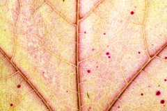 J5A5206-Editar-Editar