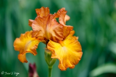 Iris