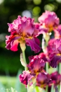 Iris Almaden