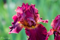 Iris Almaden