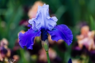 Iris Prood Tradition