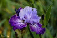 iris Splashacata