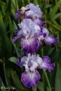 iris Splashacata