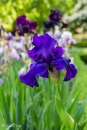 Iris Titan's Glory