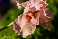 Iris Magical Encounter