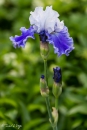 MG_0731-Editar