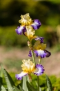 iris Bel Avenir