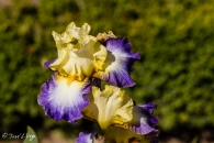iris Bel Avenir