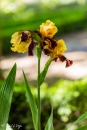 iris Sweeter