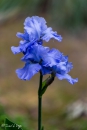 iris color me blue