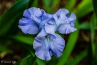 MG_0950-Editar