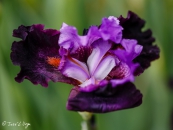 Iris Romantic Evening