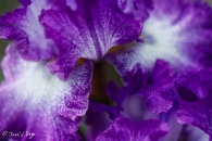 Iris Jesse's Song