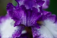 Iris Jesse's Song