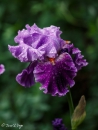 iris louisa's song