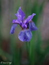 Iris Sibirica