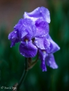 Iris Pallida