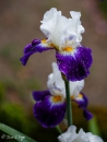 iris noctambule