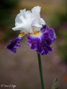 iris noctambule