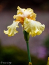 Iris Dawning