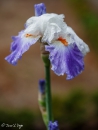 Iris parisien
