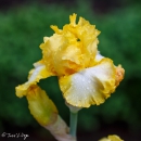 Iris It's Magic