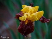 Iris Andalou