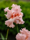 Iris Happenstance