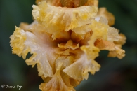 iris Fashion Designer