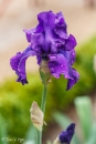 Iris Titans Glory