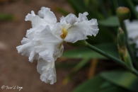Iris Mermerizer