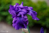 Iris Dance Hall Dandy