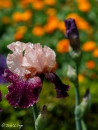 Iris Wench