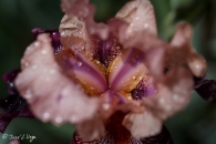 Iris Wench