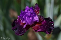 Iris Romantic Evening