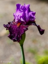 Iris Romantic Evening