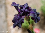 Iris Hello Darkness