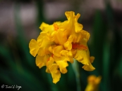 Iris Vibrant