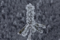 1-68_16357077775_o