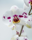 IMG_8794-Editar