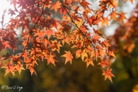 acer palmatum