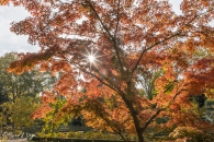 acer palmatum