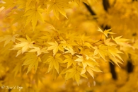 acer palmatum red wood