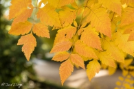 Koelreuteria Paniculata